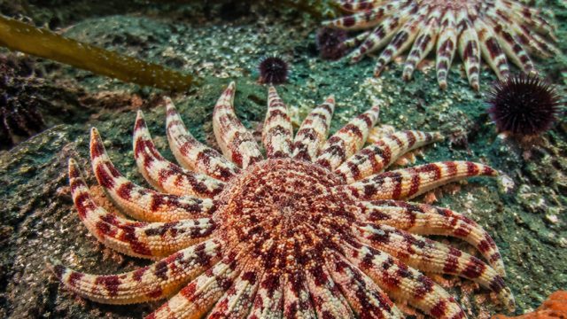 Urgent Call for Protection: Sunflower Sea Stars Face Extinction